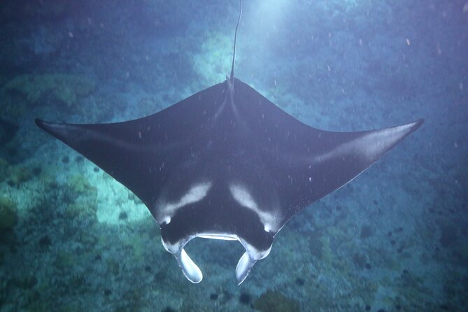 Manta Ray Night Snorkel Tour from Kona - Entering the water with a wetsuit and pool noodle