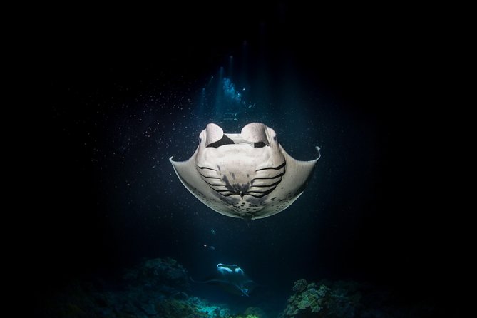 Manta Ray Night Snorkel Tour from Kona - Watching manta rays feed below you