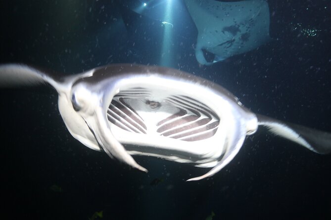 Manta Ray Night Snorkel Tour from Kona - Is $160.50 a fair price?
