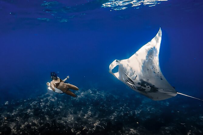 Manta Ray Night Snorkel Tour in Kailua-Kona, Big Island - Why Kona’s night manta snorkel is so memorable