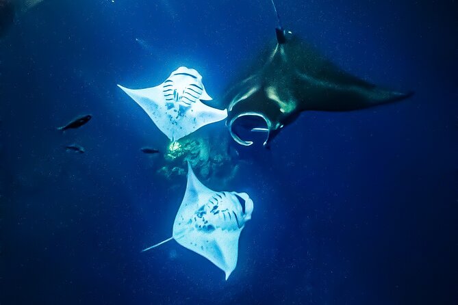 Manta Ray Night Snorkel Tour in Kailua-Kona, Big Island - Staying warm, safe, and comfortable in the water