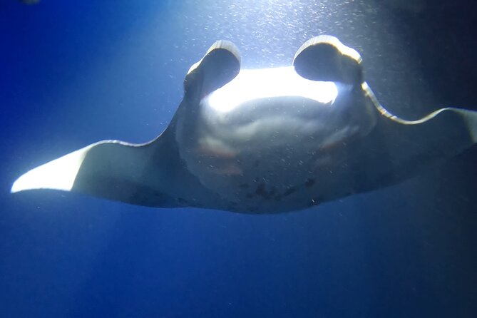 Manta Ray Snorkel Experience - More than manta rays, when conditions allow