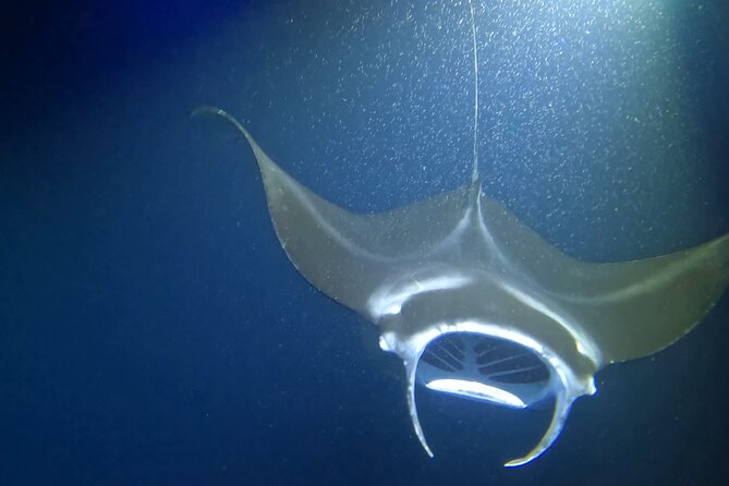Manta Ray Snorkel Experience - Who should book this Kona manta tour