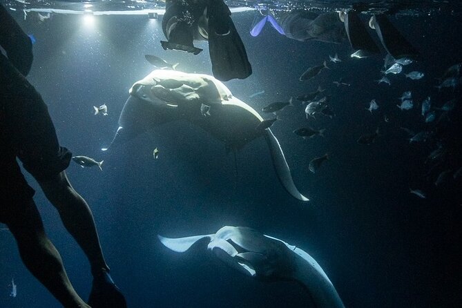 Manta Ray Snorkel Experience - What happens once you reach the viewing area