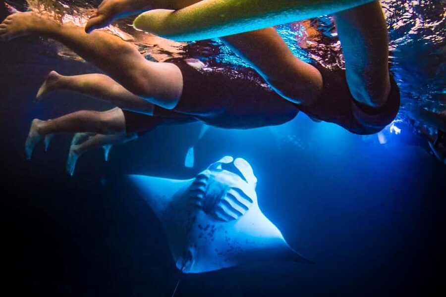 Manta Ray Snorkel in Kailua-Kona with Hot Cocoa - Why Kona’s night manta snorkel is so special
