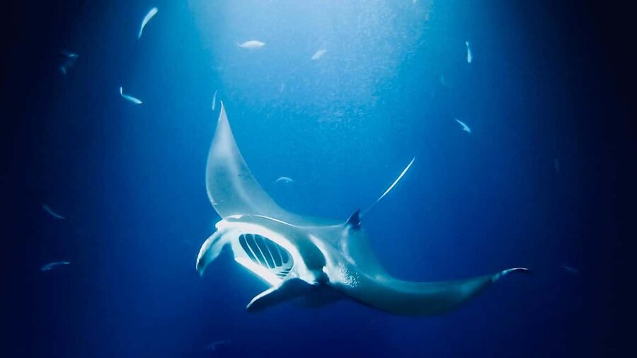 Manta Ray Snorkel in Kailua-Kona with Hot Cocoa - Sunset colors or a moonlit ride home