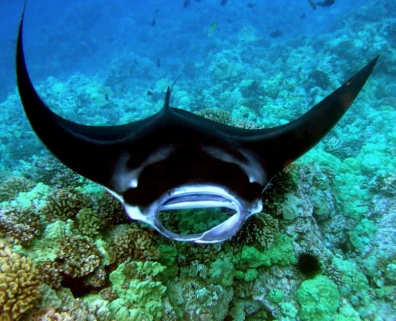 Manta Ray Snorkel in Kailua-Kona with Hot Cocoa - Getting comfortable with the snorkel gear
