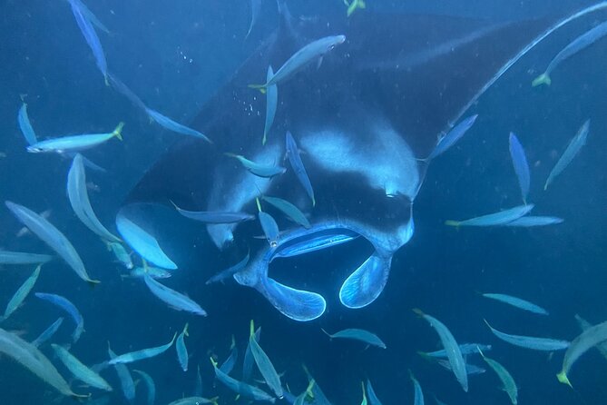 Manta Ray Snorkeling by Night in Kailua-Kona, Hawaii - A short ride in a traditional Hawaiian canoe
