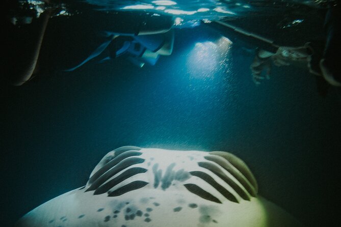 Manta Ray Snorkeling by Night in Kailua-Kona, Hawaii - Watching manta rays feed beneath the moonlit water