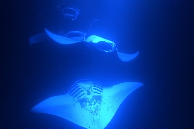 Manta Ray Snorkeling by Night in Kailua-Kona, Hawaii - Is $127.10 a fair price?