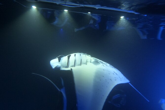 Manta Ray Snorkeling by Night in Kailua-Kona, Hawaii - Timing, weather, and cancellation rules