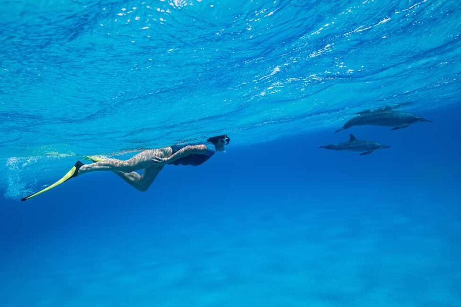 Marsa Alam:Sataya Reefs Dolphin Snorkeling Cruise with Lunch - Sataya Reef, where the dolphins set the schedule