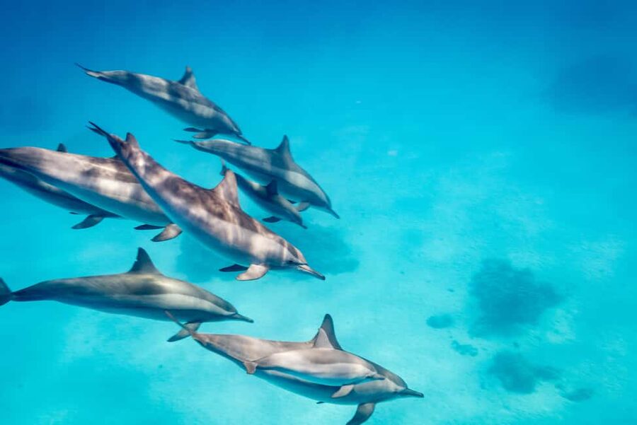 Marsa Alam:Sataya Reefs Dolphin Snorkeling Cruise with Lunch - What to pack for a long day outside