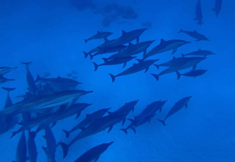 Marsa Alam:Sataya Reefs Dolphin Snorkeling Cruise with Lunch - A realistic day, from hotel to hotel
