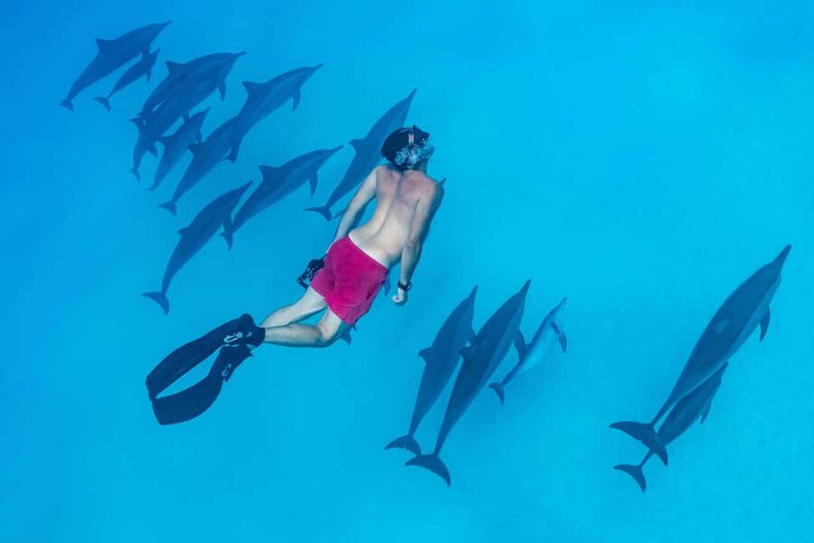 Marsa Alam:Sataya Reefs Dolphin Snorkeling Cruise with Lunch - Should you book the Sataya dolphin cruise?