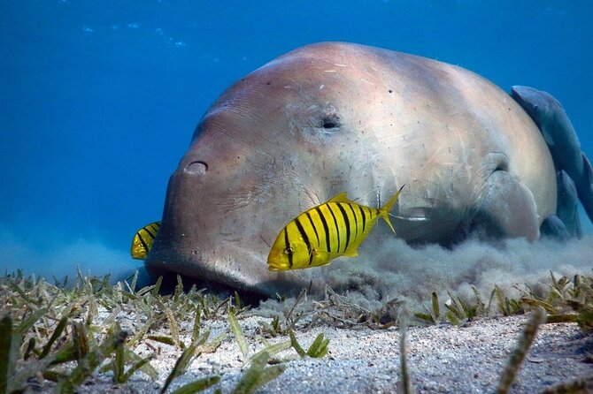 Marsa Alam: Snorkel with Sea Cows and Turtles at Marsa Mubarak - Key points to know before booking