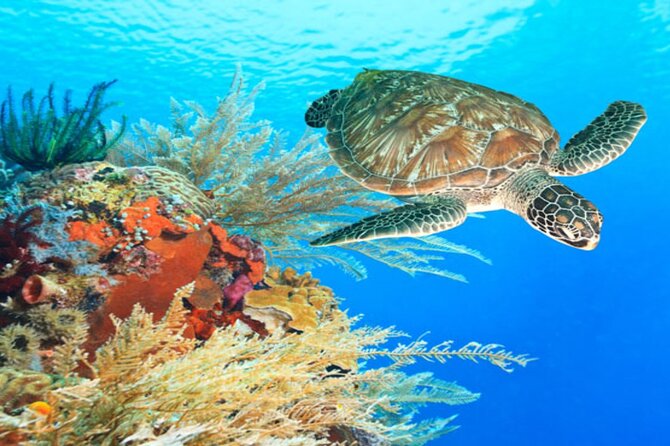 Marsa Alam: Snorkel with Sea Cows and Turtles at Marsa Mubarak - The first snorkeling stop