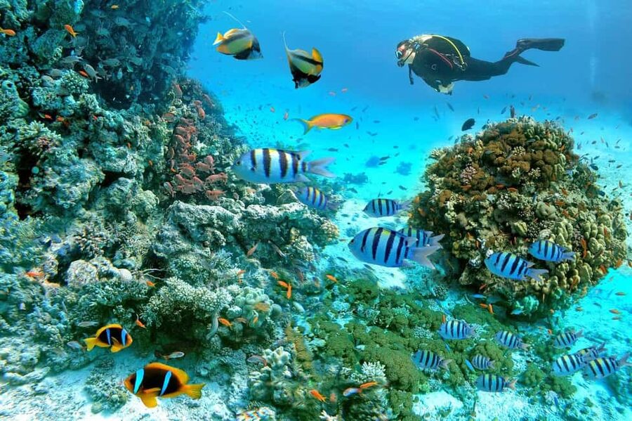 Marsa Alam: Snorkeling with Sea Turtles Marsa Mubarak - Key points to know before you book