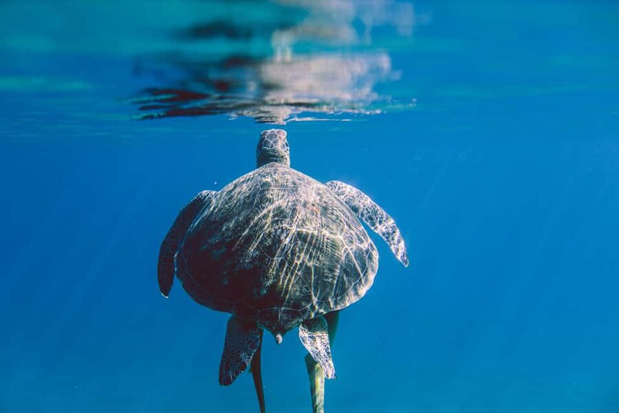 Marsa Alam: Snorkeling with Sea Turtles Marsa Mubarak - The first snorkeling stop and coral reefs