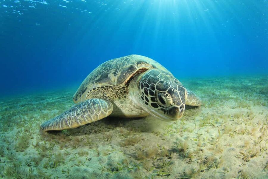 Marsa Alam: Snorkeling with Sea Turtles Marsa Mubarak - The second reef stop, or the sunset option