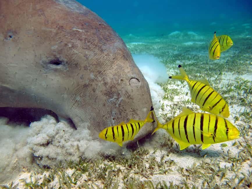 Marsa Alam: Snorkeling with Sea Turtles Marsa Mubarak - Lunch on board and time on deck