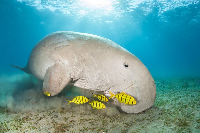 Marsa Mubarak snorkeling with dugong and turtles - marsaalam - Searching for the dugong at Marsa Mubarak
