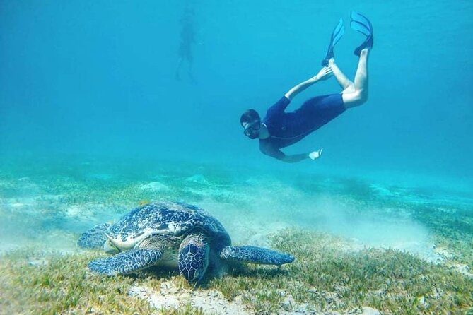 Marsa Mubarak snorkeling with dugong and turtles - marsaalam - Lunch and time onboard