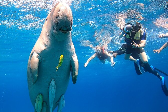Marsa Mubarak snorkeling with dugong and turtles - marsaalam - What the $82 price really buys you