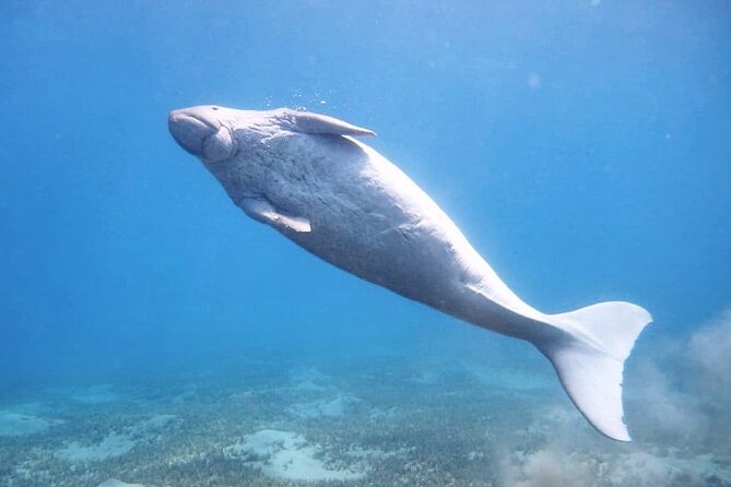 Marsa Mubarak snorkeling with dugong and turtles - marsaalam - The morning pickup and ride to Port Ghalib