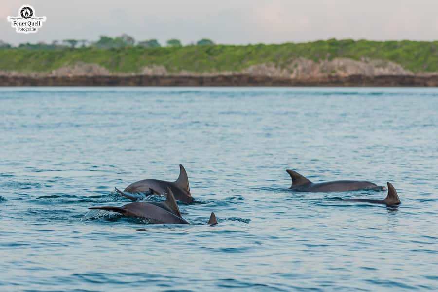 Matemwe: Mnemba Island Dolphin & Snorkeling Boat Trip - The boat ride and the first look at Mnemba