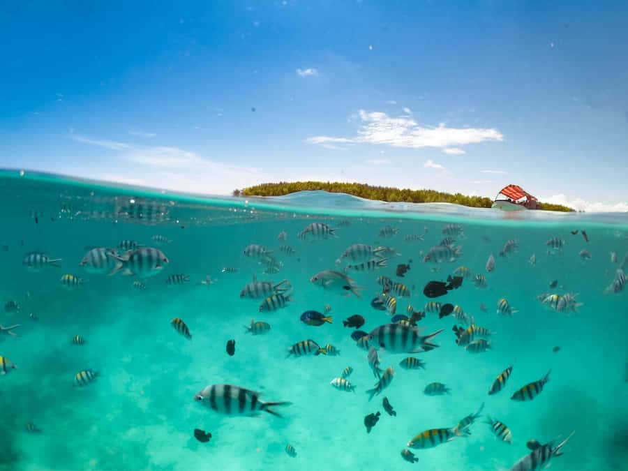 Matemwe: Mnemba Island Dolphin & Snorkeling Boat Trip - Dolphin watching without a guarantee