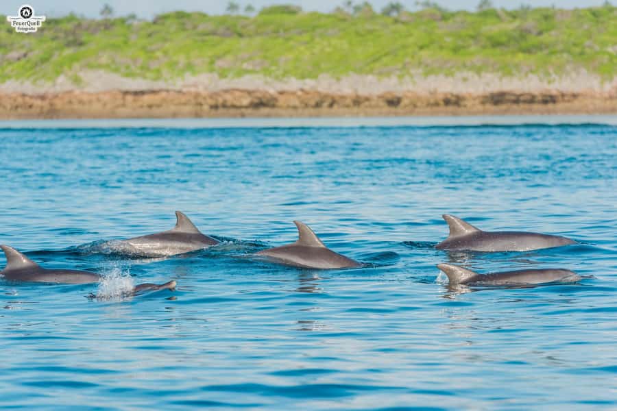 Matemwe: Mnemba Island Dolphin & Snorkeling Boat Trip - Sandbank swimming, fruit, and time to relax