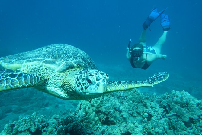 Maui Clear Kayak and Snorkel Tour: Swim with turtles (Makena) - Snorkeling with turtles, if you choose