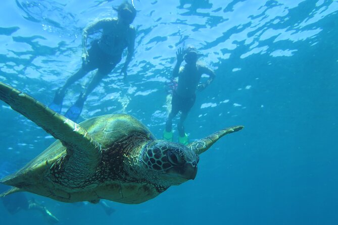 Maui Clear Kayak and Snorkel Tour: Swim with turtles (Makena) - What the $130 price covers
