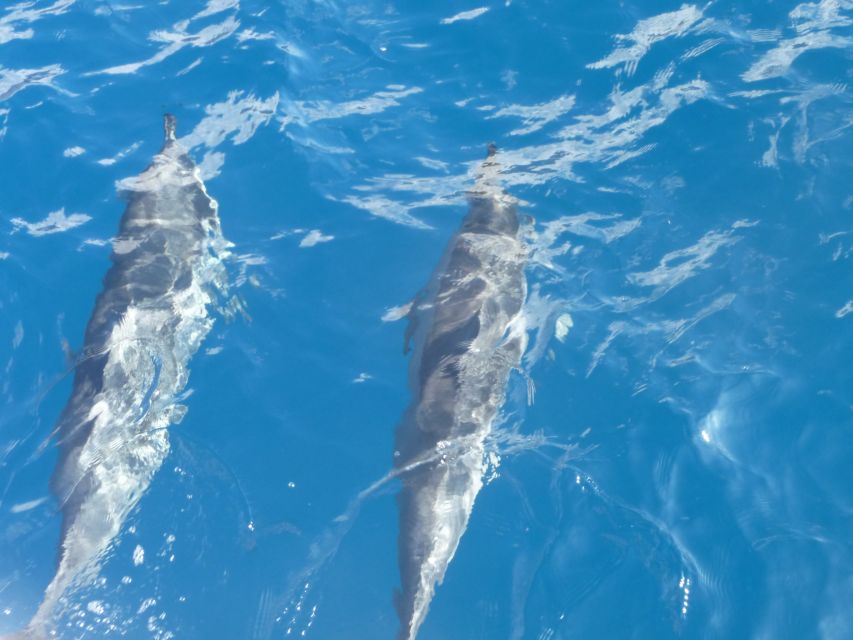 Maui: Kaanapali Beach 4-hour Snorkel w/ BBQ Lunch & Open Bar - Why the Number of Water Stops Matters