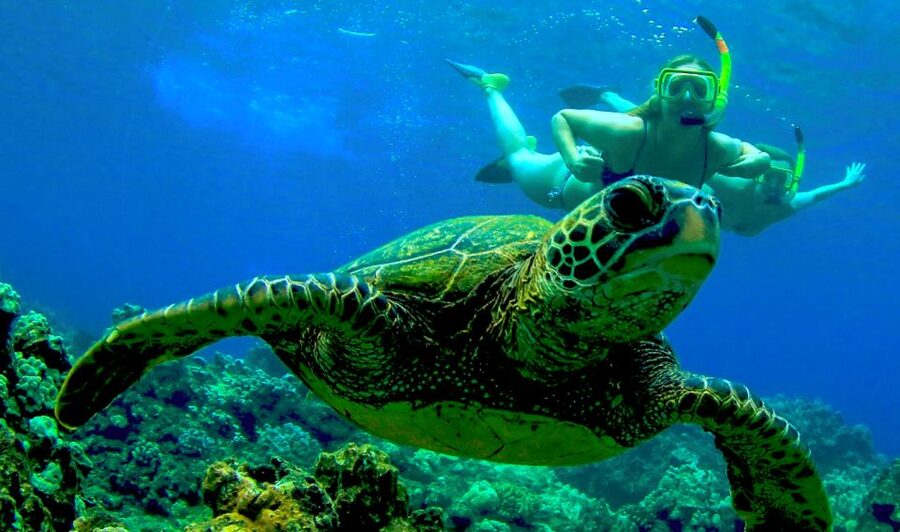 Maui: Kaanapali Beach 5-hr Snorkel w/ BBQ Lunch & Open Bar - Key points to know before booking