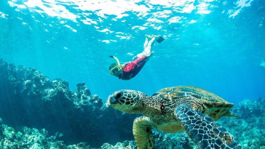 Maui: Kaanapali Beach 5-hr Snorkel w/ BBQ Lunch & Open Bar - Turtles, fish, dolphins, and seasonal whales