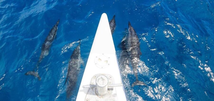 Maui: Kaanapali Beach 5-hr Snorkel w/ BBQ Lunch & Open Bar - A barbecue lunch served after the water time