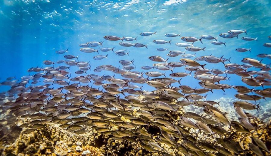 Maui: Kaanapali Beach 5-hr Snorkel w/ BBQ Lunch & Open Bar - Who will enjoy this Ka’anapali cruise most?