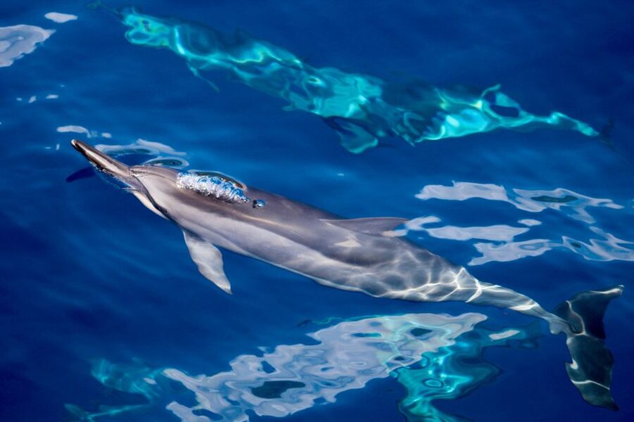 Maui: Lanai Snorkel & Dolphin Watch with Lunch - Why Lanai makes this a special snorkeling trip