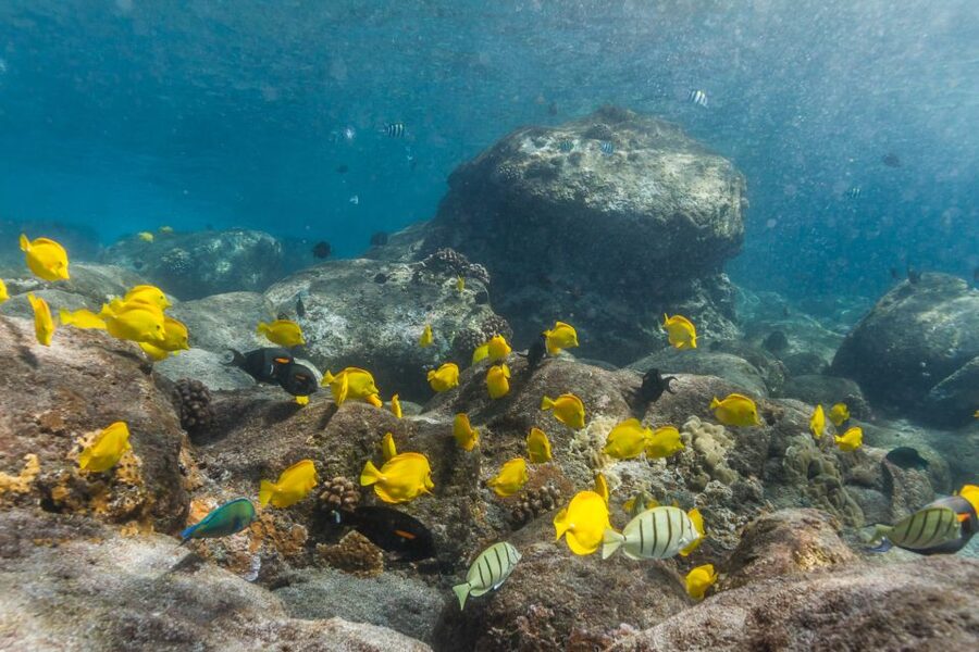 Maui: Lanai Snorkel & Dolphin Watch with Lunch - Breakfast first, reef lessons before you swim