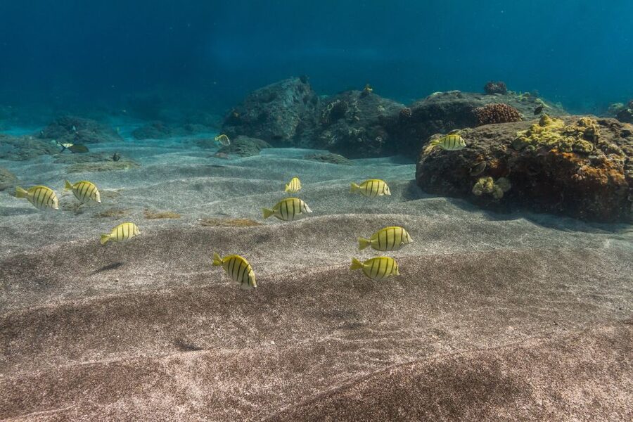 Maui: Lanai Snorkel & Dolphin Watch with Lunch - The 70-minute crossing from Maalaea Harbor