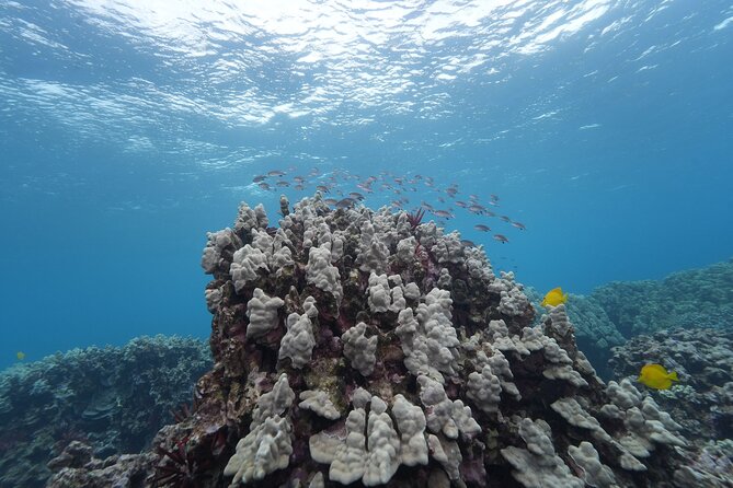 Maui: Molokini and Turtles Luxury Yacht Snorkel - Comfort details that change the feel of the trip