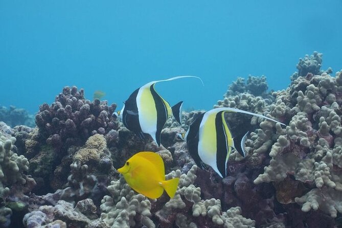 Maui: Molokini and Turtles Luxury Yacht Snorkel - Should you book Pride of Maui’s Molokini cruise?