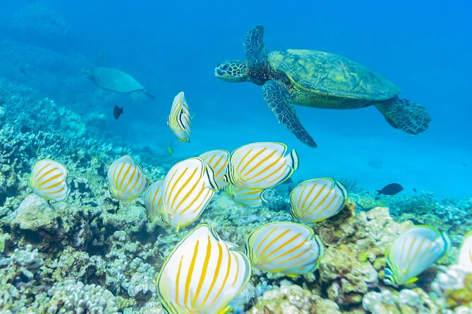 Maui: Molokini Crater and Turtle Town Snorkeling From Kihei - Is $179 a fair price?