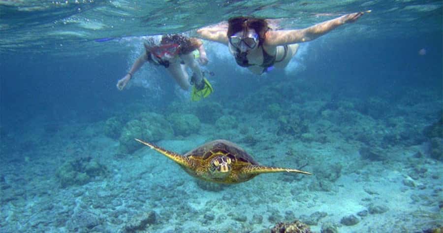 Maui: Molokini Crater and Turtle Town Snorkeling Tour - 3 hr - Key points to know before booking