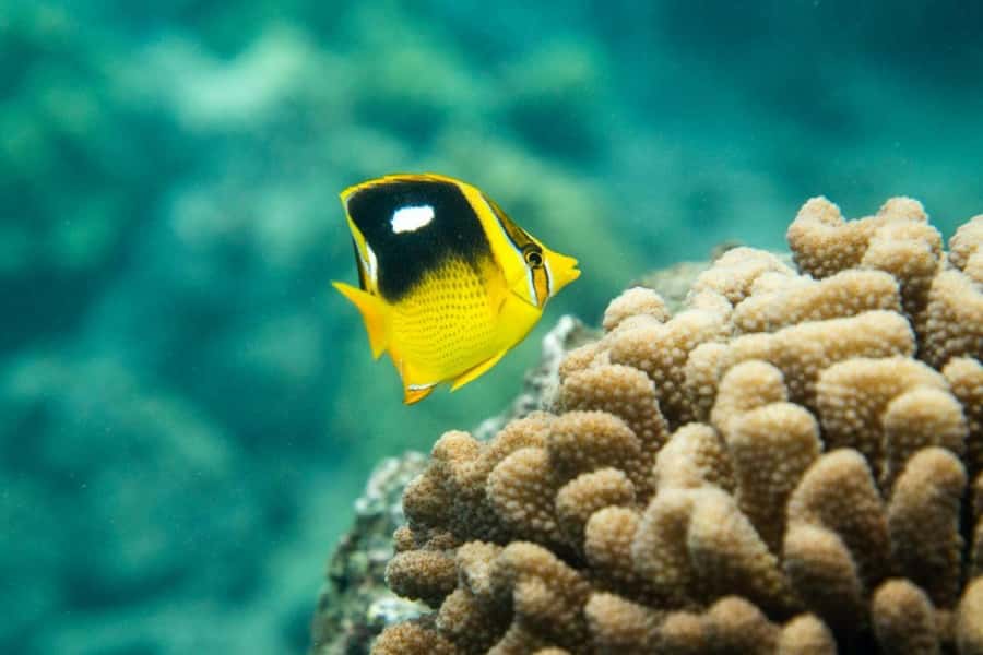 Maui: Molokini Express Snorkeling Tour - 2 hours - Key points to know before booking