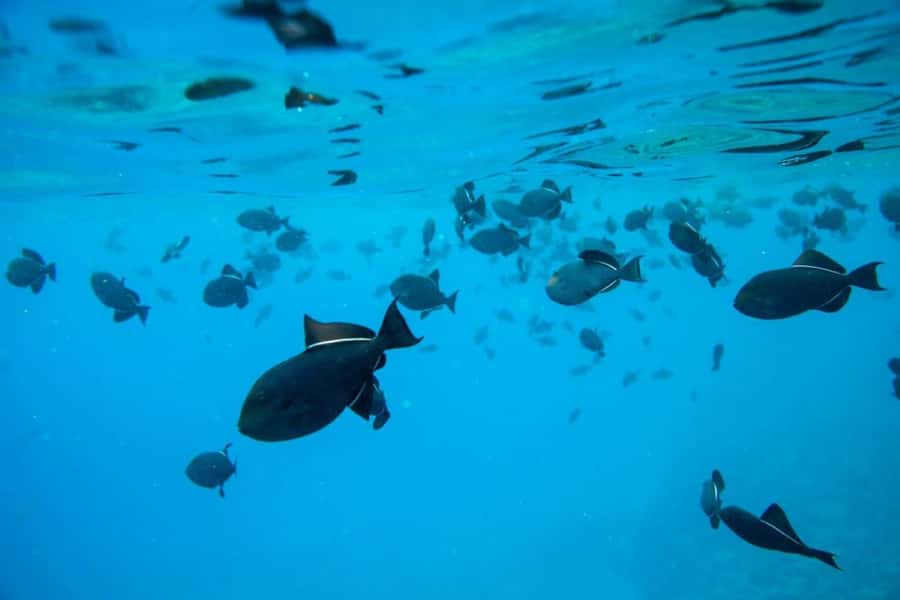 Maui: Molokini Express Snorkeling Tour - 2 hours - The inner crater: clear water and easy orientation