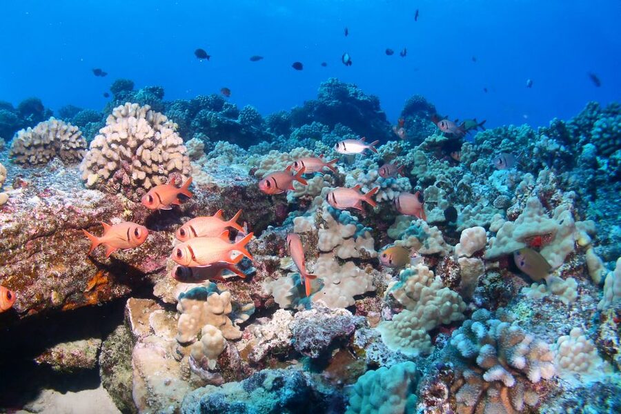 Maui: Molokini Snorkel and Performance Sail with Lunch - What makes Molokini different