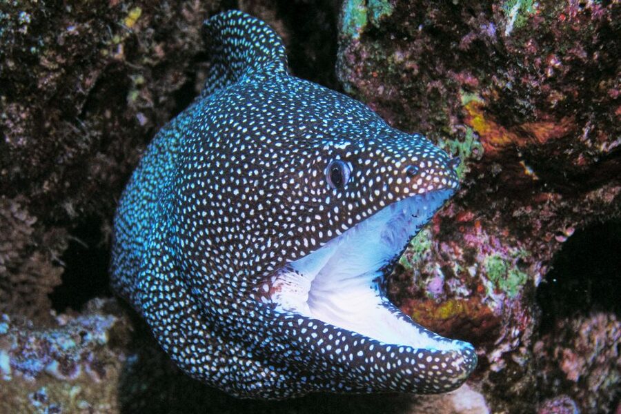Maui: Molokini Snorkel and Performance Sail with Lunch - Breakfast, buffet lunch, and drinks